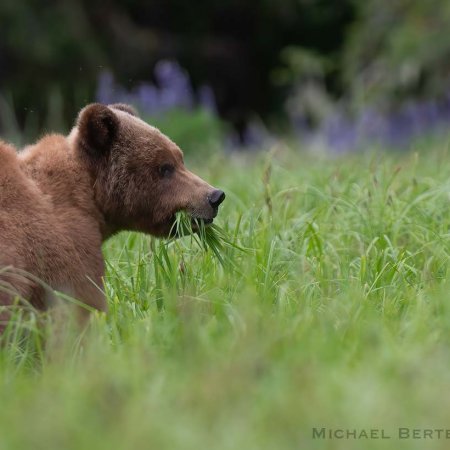 Khutzeymateen Grizzily Bear Photo Tour - photo 2
