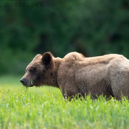 Khutzeymateen Grizzily Bear Photo Tour - photo 3
