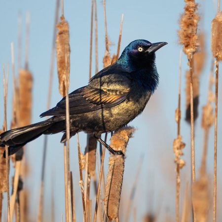 Waterfowl Photography Workshops - photo 4