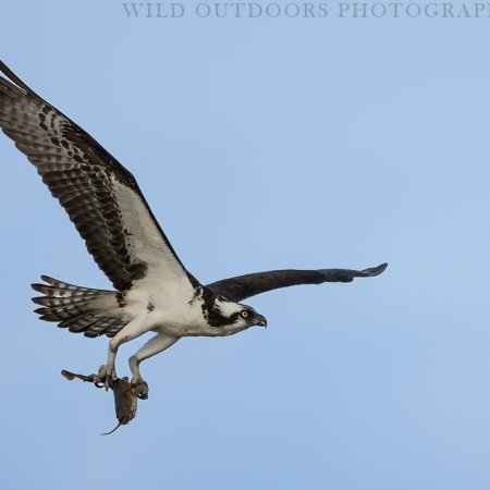 Waterfowl Photography Workshops - photo 5