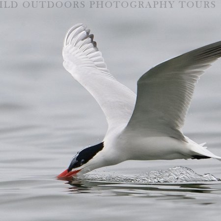 Waterfowl Photography Workshops - photo 7