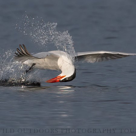 Waterfowl Photography Workshops - photo 8