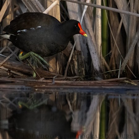 Waterfowl Photography Workshops - photo 10