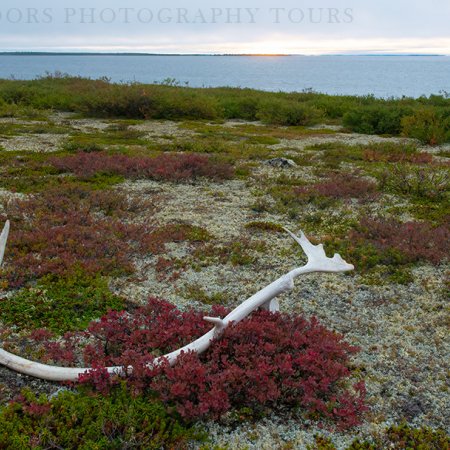 Muskox Photography Tour - photo 2