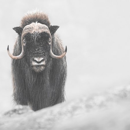 Muskox Photography Tour - photo 3