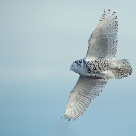 Polar Bears and the Arctic - photo 5