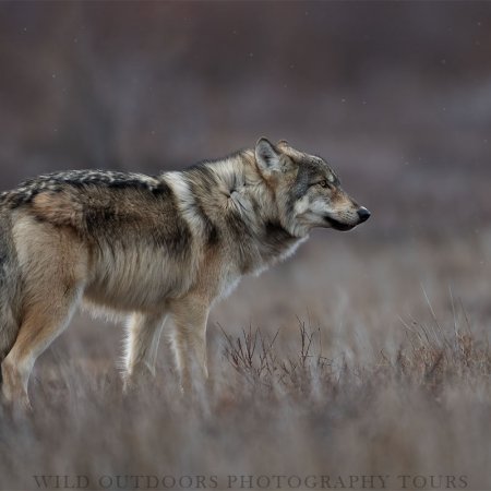 Polar Bears and the Arctic - photo 11