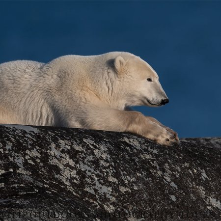 Polar Bears and the Arctic - photo 16