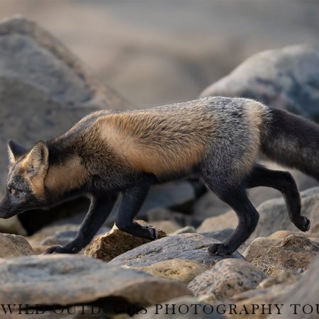 Polar Bears and the Arctic - photo 17