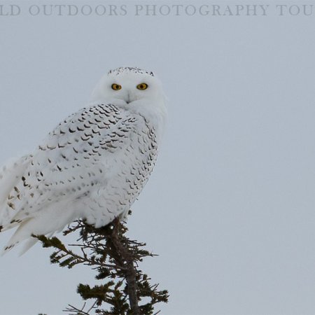 Polar Bears and the Arctic - photo 18