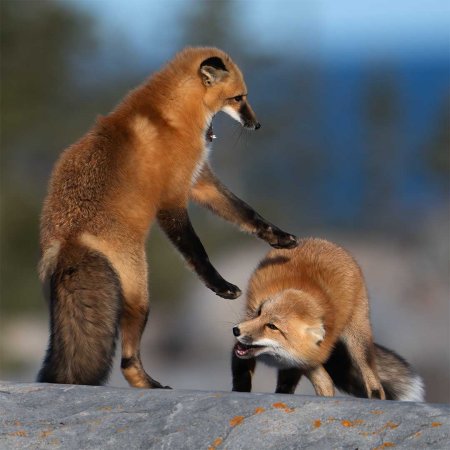 Polar Bears and the Arctic - photo 21