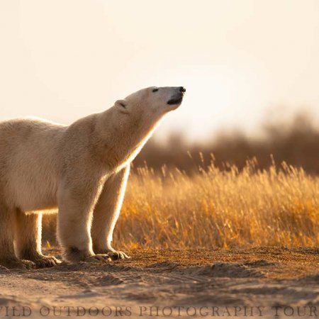 Polar Bears and the Arctic - photo 23