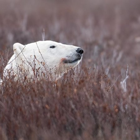 Polar Bears and the Arctic - photo 24