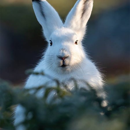 Polar Bears and the Arctic - photo 27