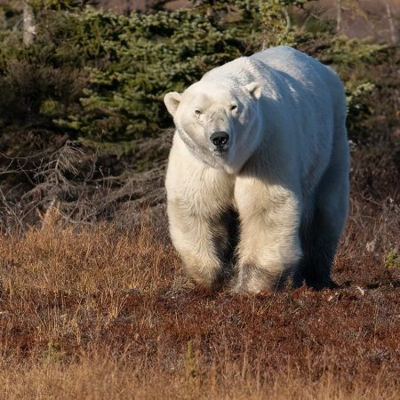 Polar Bears and the Arctic - photo 28