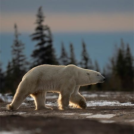 Polar Bears and the Arctic - photo 29
