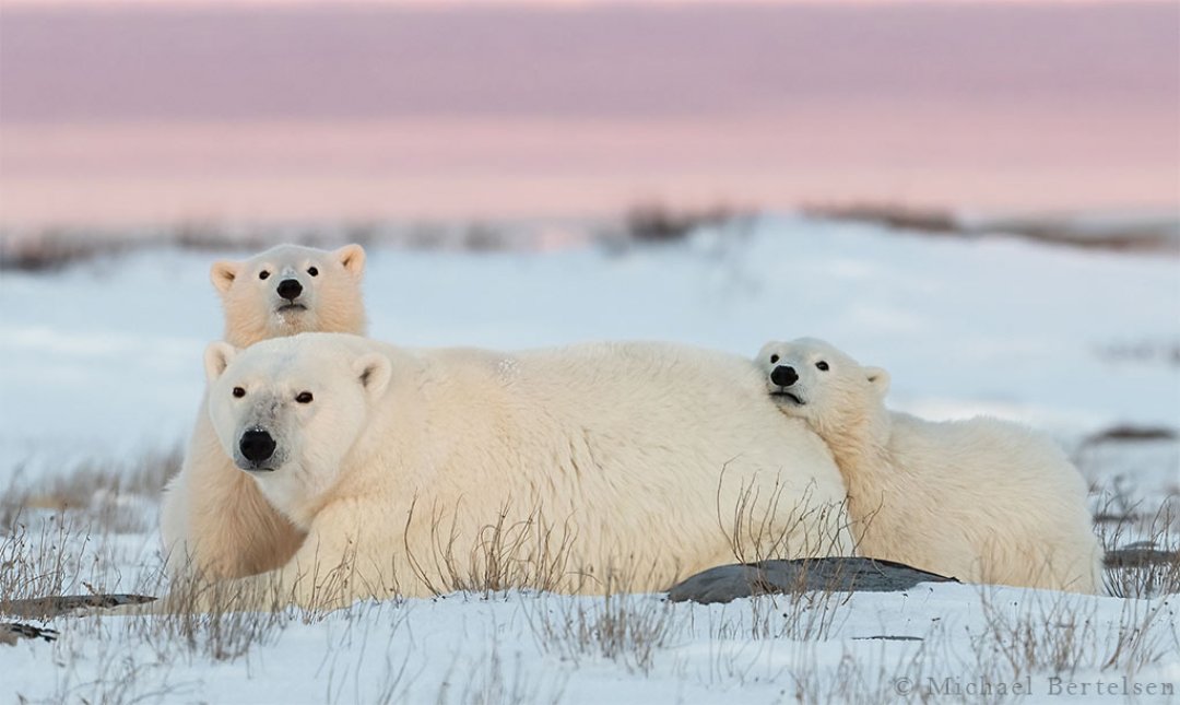 Polar Bear Photography Tours in Churchill Manitoba
